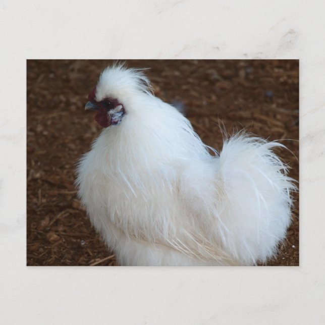 White Silkie Chicken Postcard (Front)