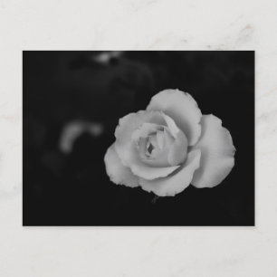 White small rose blossom on black background postcard