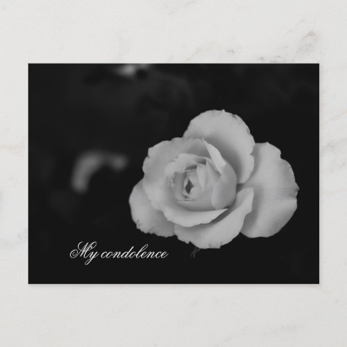 White small rose blossom on black background postcard