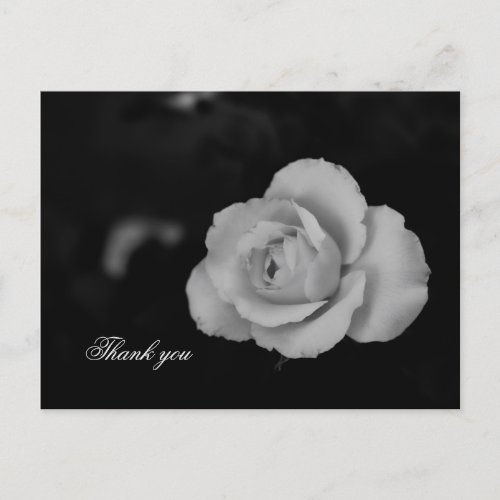 White small rose blossom on black background postcard
