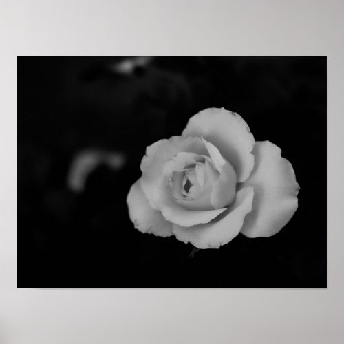 White small rose blossom on black background poster