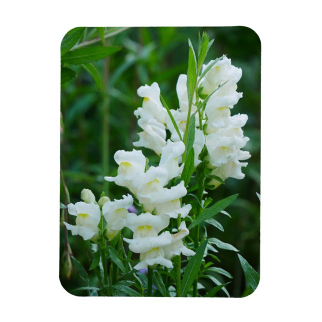 White Snapdragon Flowers Magnet  (Vertical)