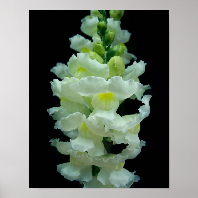 White Snapdragon Poster (Front)