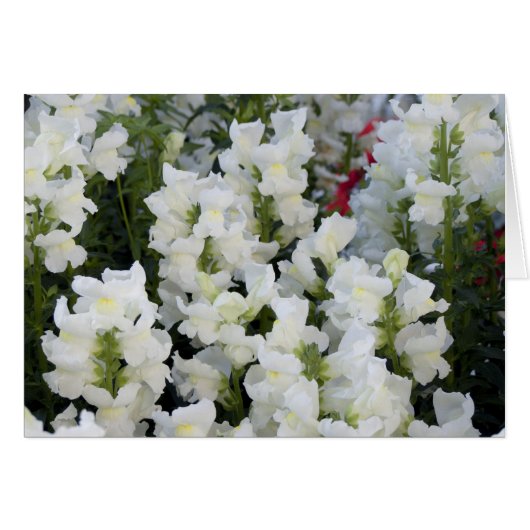 White Snapdragons Card (Front Horizontal)
