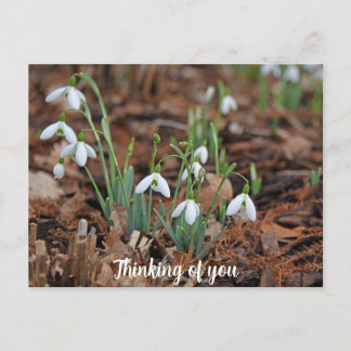 White Snow Drop Celebration Thinking of You Postcard