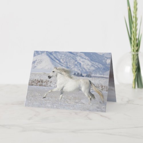 White Snow Stallion Horse Greeting Card