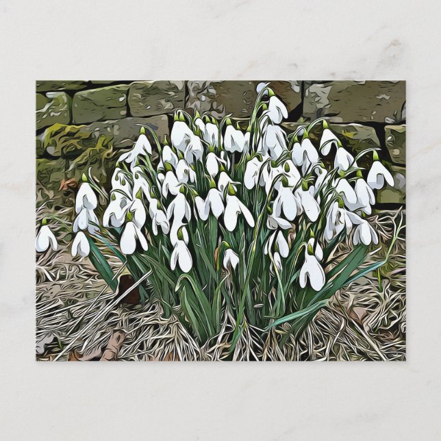 White snowdrop, first spring flower postcard (Front)
