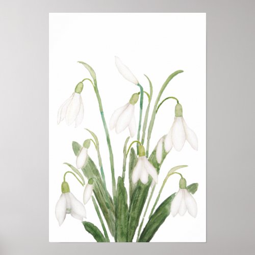 white snowdrop flower botanical watercolor paintin poster