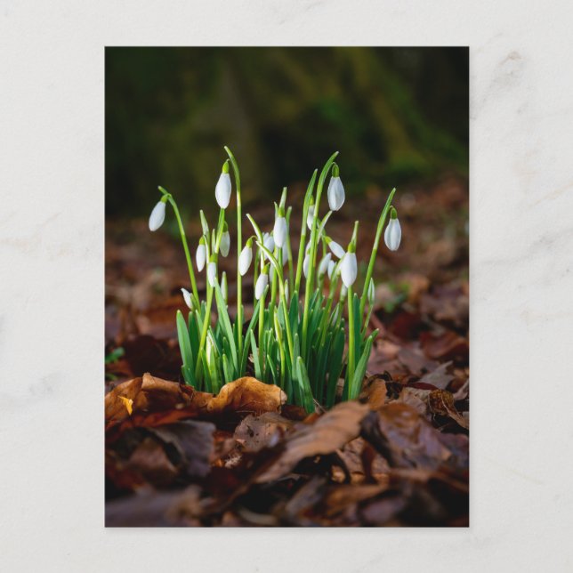 White Snowdrops Photo Postcard (Front)