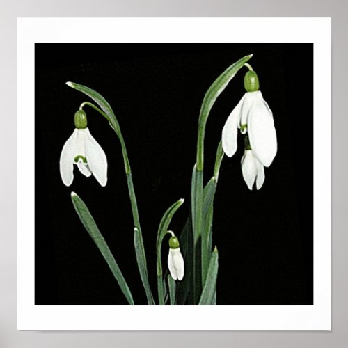White snowdrops spring flowers on black fine art poster