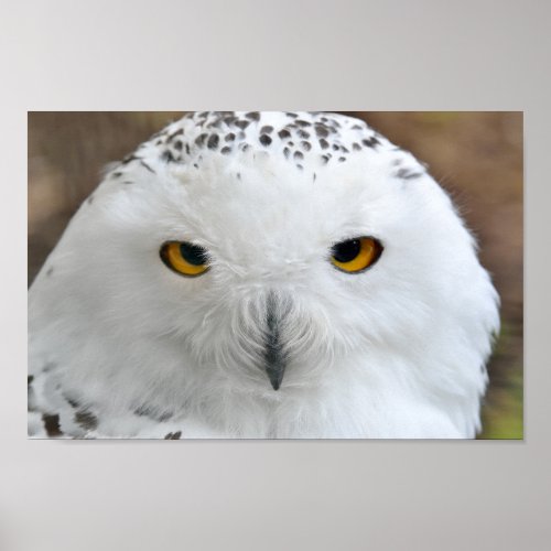 White Snowy Owl Bird Poster