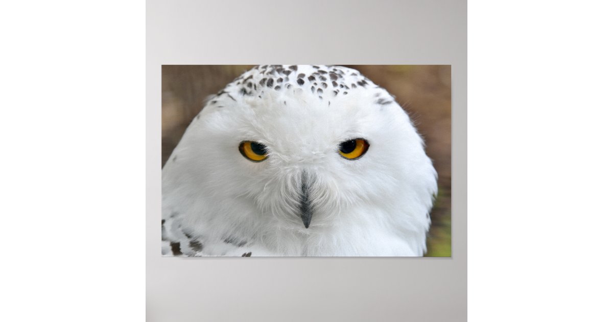 White Snowy Owl Bird | Zazzle