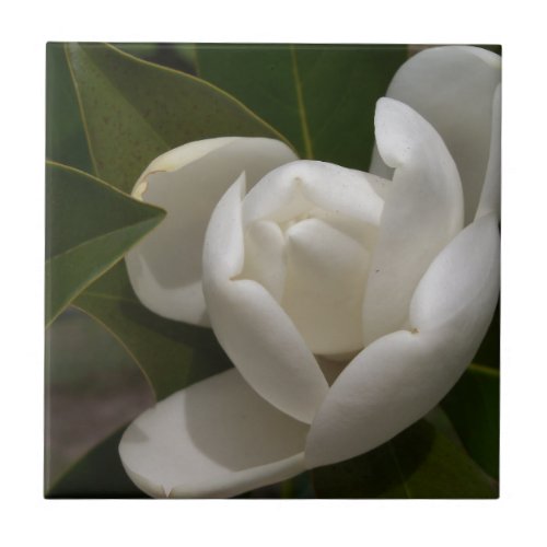 white southern magnolia flower bud ceramic tile