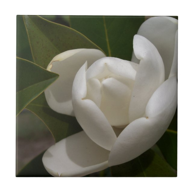 white southern magnolia flower bud ceramic tile (Front)
