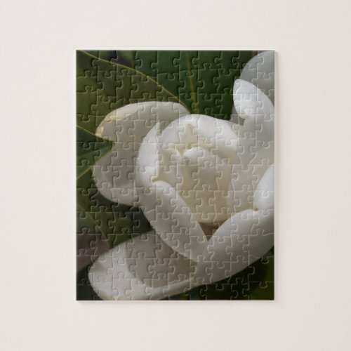 white southern magnolia flower bud jigsaw puzzle