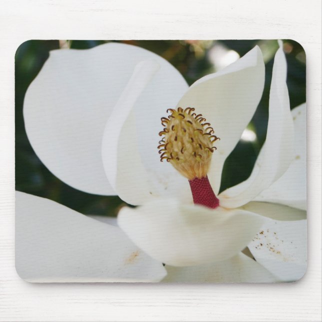 White southern magnolia flower gifts blossom close mouse pad (Front)