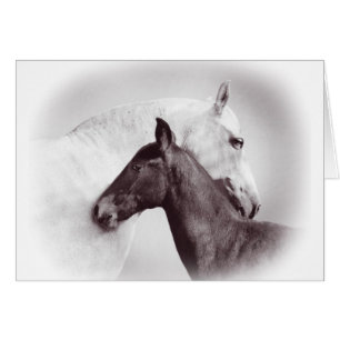 White Spanish Andalusian mare with black foal Cards