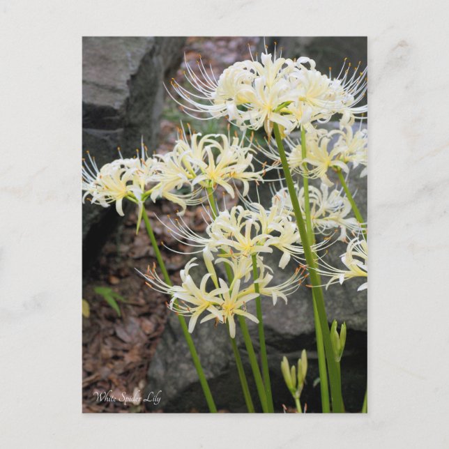 White Spider Lily Postcard (Front)