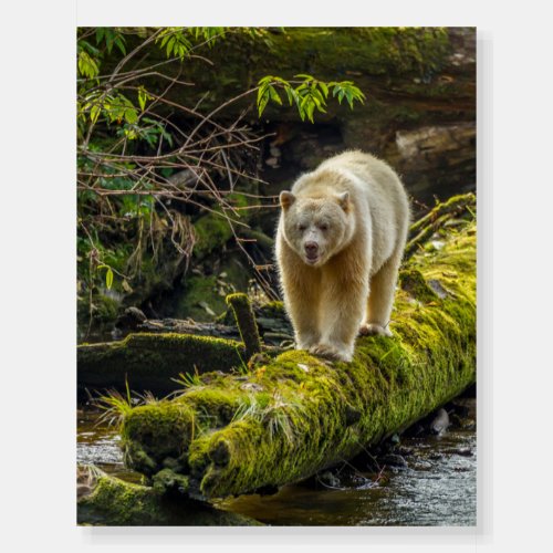 White Spirit Bear  British Columbia Canada Foam Board