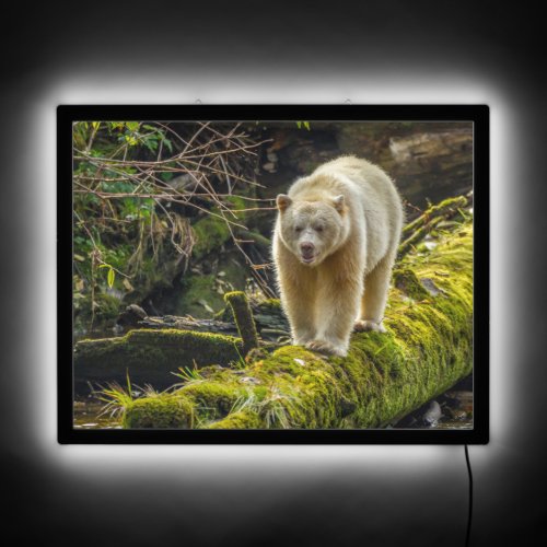 White Spirit Bear  British Columbia Canada LED Sign