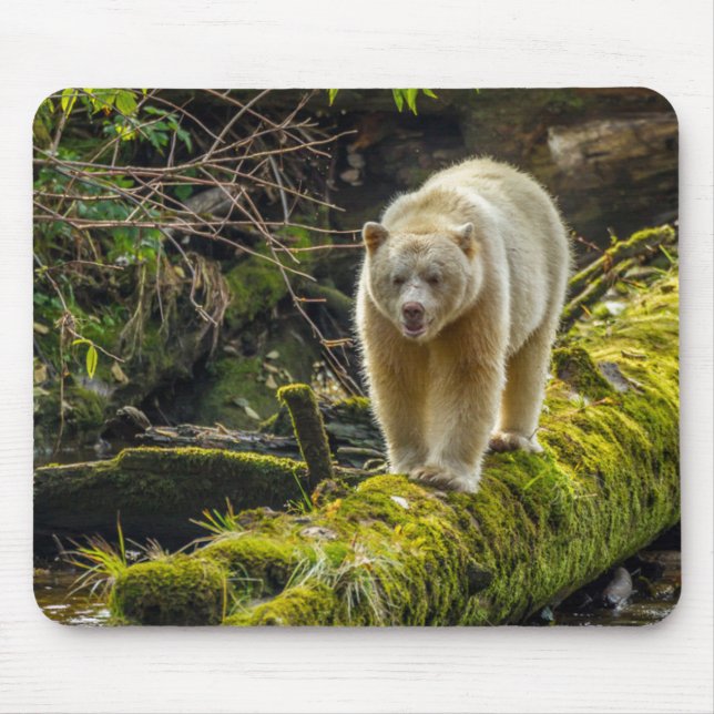 White Spirit Bear | British Columbia, Canada Mouse Pad (Front)