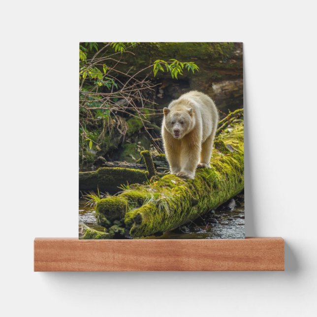 White Spirit Bear | British Columbia, Canada Picture Ledge (Front)