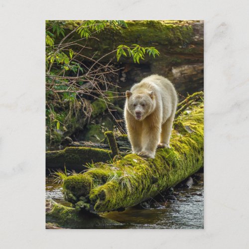 White Spirit Bear  British Columbia Canada Postcard