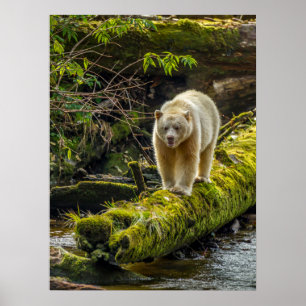 White Spirit Bear   British Columbia, Canada Poster