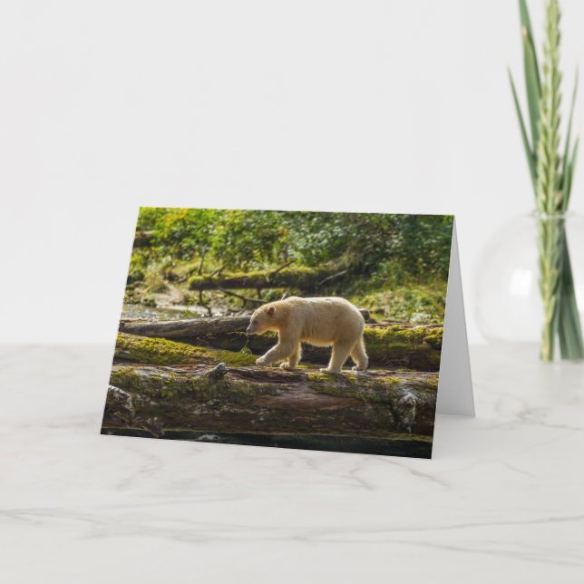 White Spirit Bear Hunts Card (Front)