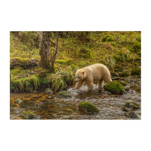 White Spirit Bear Hunts for fish on Riordan Creek Acrylic Print
