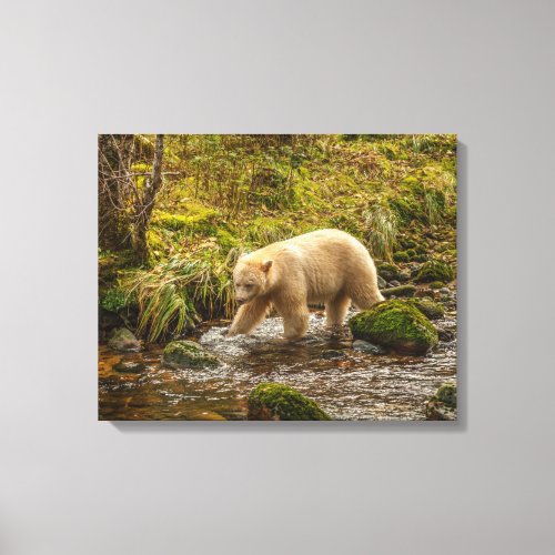White Spirit Bear Hunts for fish on Riordan Creek Canvas Print
