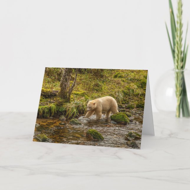 White Spirit Bear Hunts for fish on Riordan Creek Card (Front)