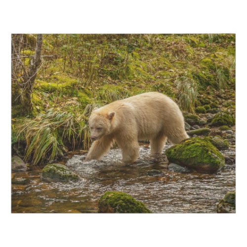 White Spirit Bear Hunts for fish on Riordan Creek Faux Canvas Print