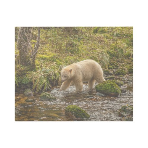 White Spirit Bear Hunts for fish on Riordan Creek Gallery Wrap