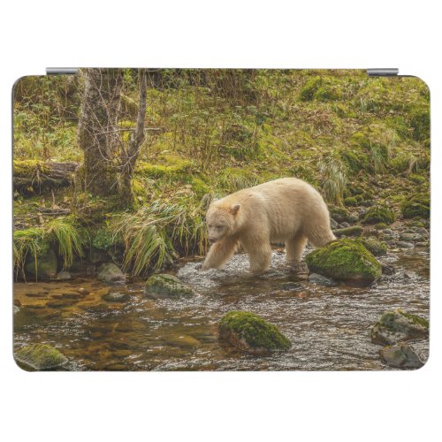 White Spirit Bear Hunts for fish on Riordan Creek iPad Air Cover