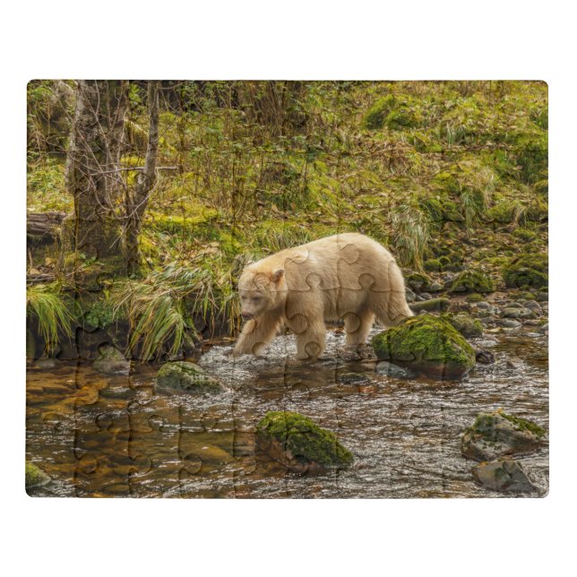 White Spirit Bear Hunts for fish on Riordan Creek Jigsaw Puzzle (Puzzle Horizontal)