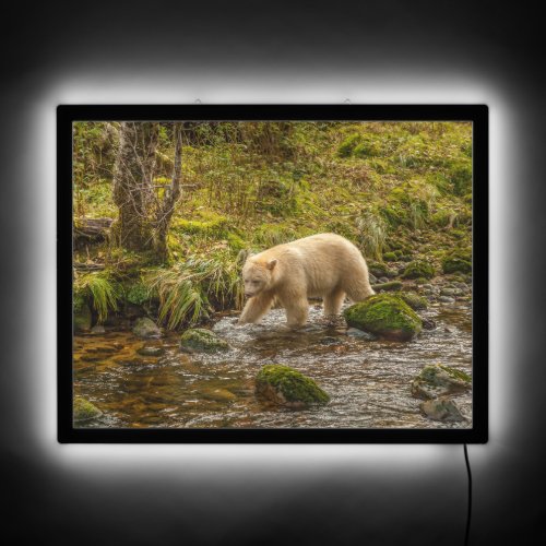 White Spirit Bear Hunts for fish on Riordan Creek LED Sign