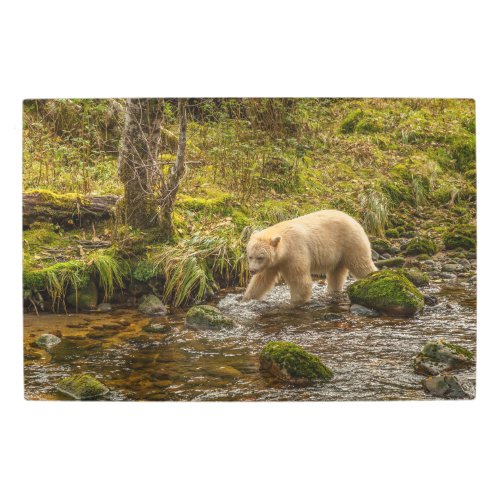 White Spirit Bear Hunts for fish on Riordan Creek Metal Print