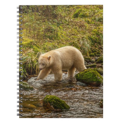 White Spirit Bear Hunts for fish on Riordan Creek Notebook