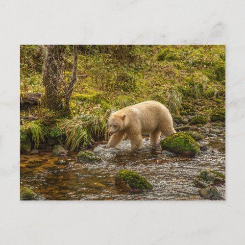 White Spirit Bear Hunts for fish on Riordan Creek Postcard