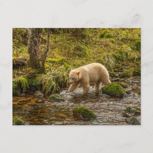 White Spirit Bear Hunts for fish on Riordan Creek Postcard