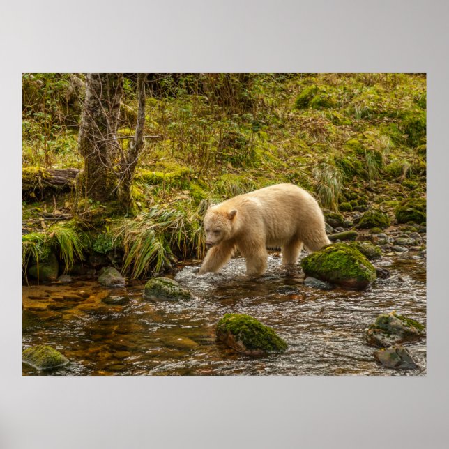 White Spirit Bear Hunts for fish on Riordan Creek Poster (Front)