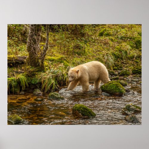 White Spirit Bear Hunts for fish on Riordan Creek Poster