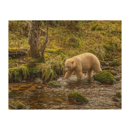 White Spirit Bear Hunts for fish on Riordan Creek Wood Wall Art