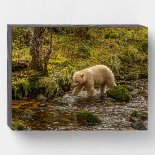 White Spirit Bear Hunts for fish on Riordan Creek Wooden Box Sign