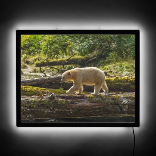 White Spirit Bear Hunts LED Sign