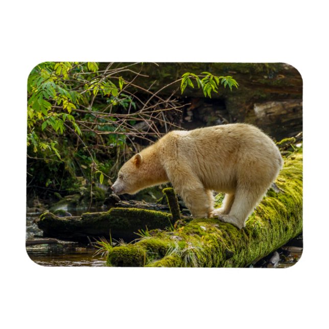 White Spirit Bear Magnet (Horizontal)