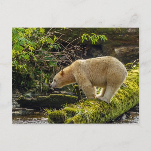 White Spirit Bear Postcard