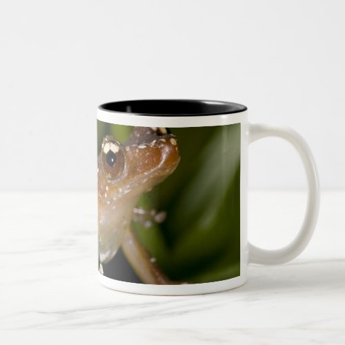 White Spotted Frog Nytixalus pictus Native Two_Tone Coffee Mug