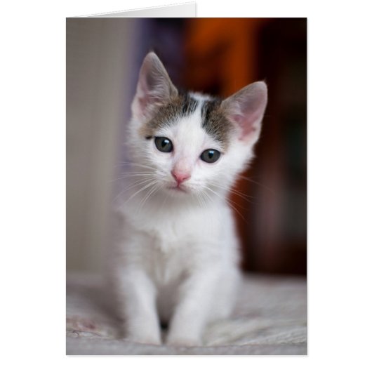 White Spotted Kitty Cards (Front)